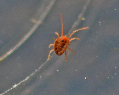 Réf. 354 238 : Bryobia sp.